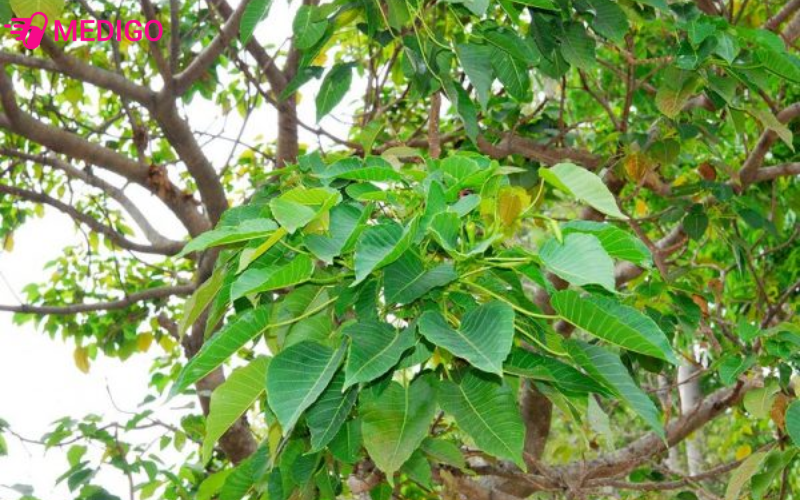 Tuyet-doi-khong-tu-y-su-dung-lam-thuoc-tai-nha