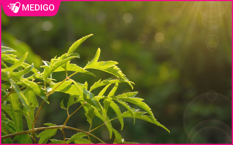 Cay-dinh-lang-co-nhieu-thanh-phan-dinh-duong