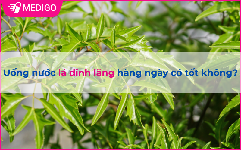 Uống nước lá đinh lăng hàng ngày có tốt không?