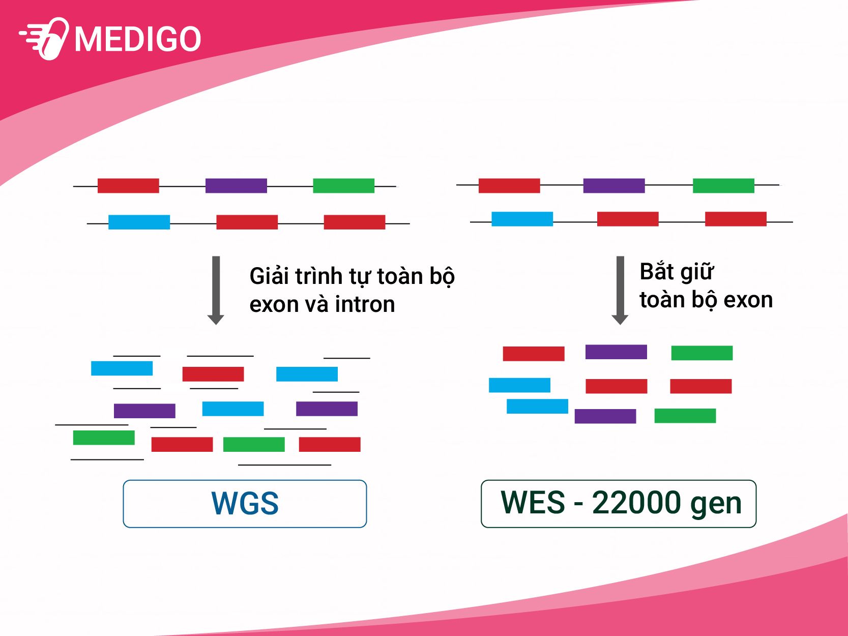 VAI TRÒ CỦA CÔNG NGHỆ GIẢI TRÌNH TỰ GEN TRONG Y HỌC-02.jpg