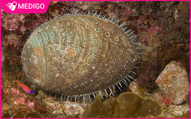 Vo-bao-ngu-kha-cung-ben-ngoai-co-cac-van-mau-nau-xanh-xen-ke