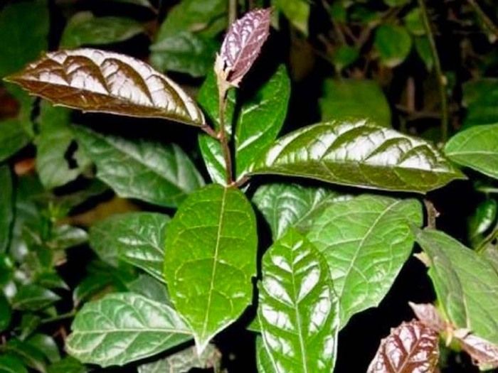 Xạ đen làm giảm triglyceride nhanh