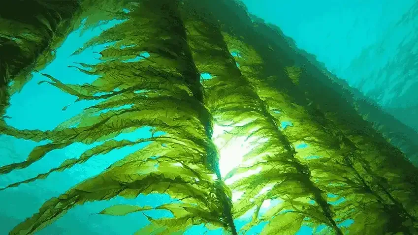 Ai không nên uống tảo biển? Bạn nên lưu ý gì khi uống tảo biển