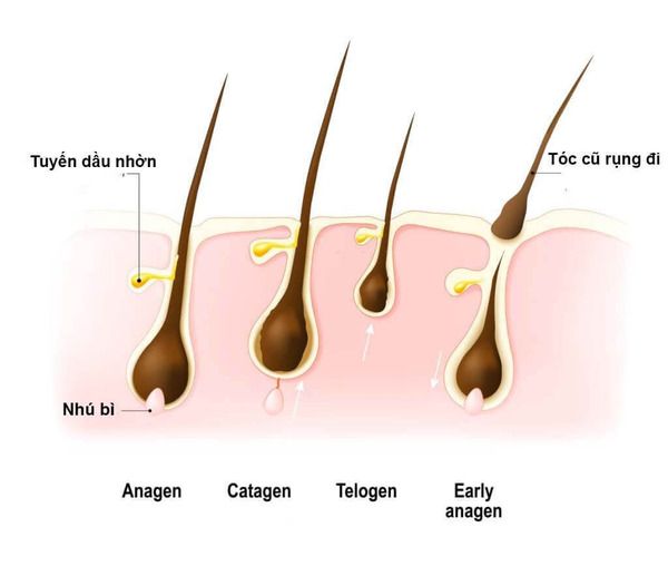 Bật mí 9 công thức kích thích mọc tóc, giảm hói chỉ với 1 củ hành tây