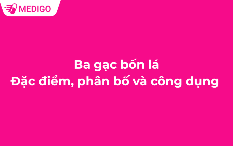 Ba gạc bốn lá – Đặc điểm, phân bố và công dụng dược liệu quý