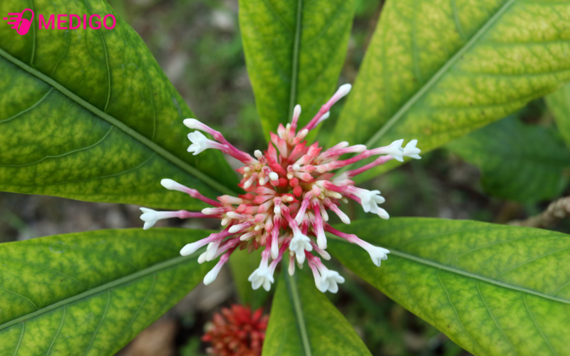 ba-gac-hoa-do-co-ten-khoa-hoc-rauvolfia-serpentina