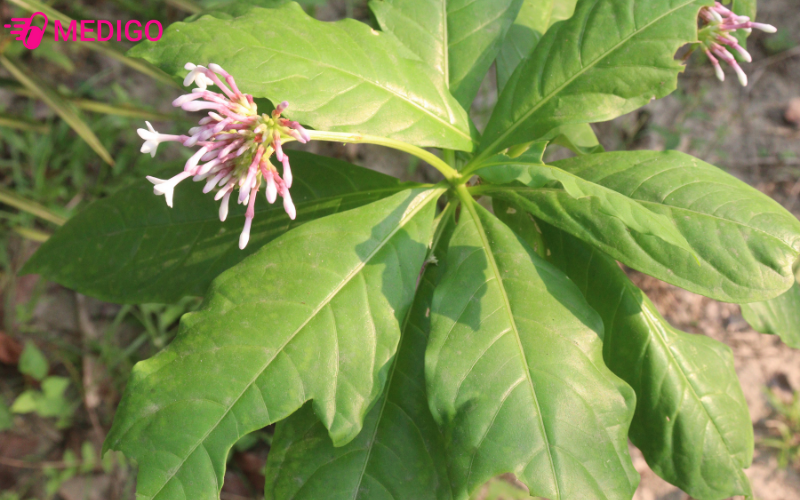 ba-gac-hoa-do-duoc-phat-hien-moc-hoang-trong-tu-nhien