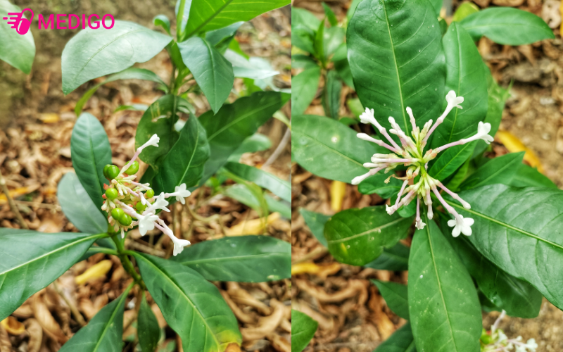 ba-gac-hoa-do-la-cay-go-nho-la-moc-cum-hoa-hong-no-mua-ha-qua-do-tim-chin-vao-mua-thu