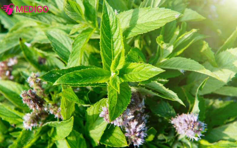 bac-ha-cay-mentha-piperita-l-la-cay-thao-song-lau-nam