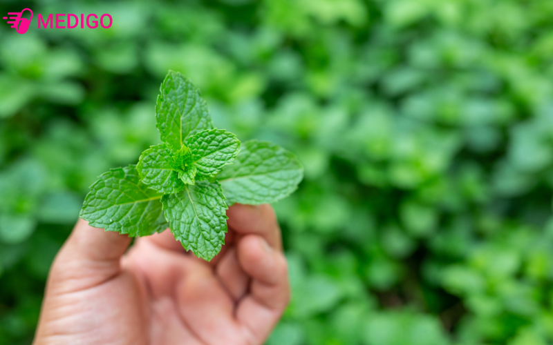 bac-ha-mentha-arvensis-l-ho-hoa-moi-co-mui-thom-the-mat-giau-tinh-dau