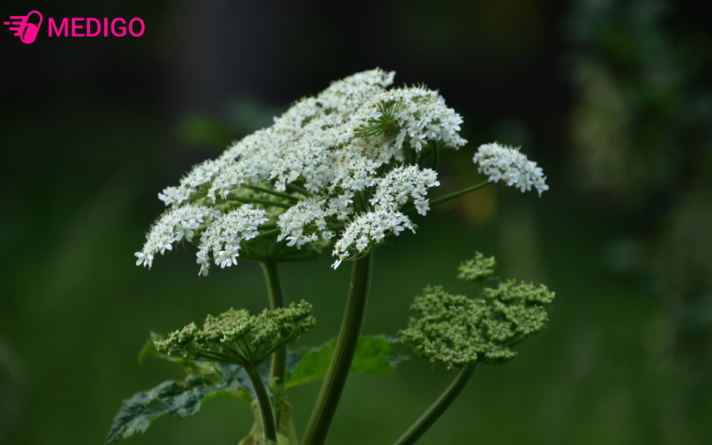 bach-chi-co-ten-khoa-hoc-la-angelica-dahurica