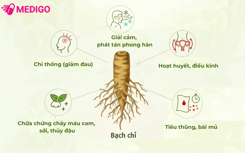 bach-chi-la-vi-thuoc-da-cong-dung
