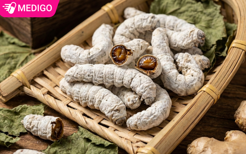 Bạch cương tàm: Dược lý và cách nhận biết hàng chuẩn