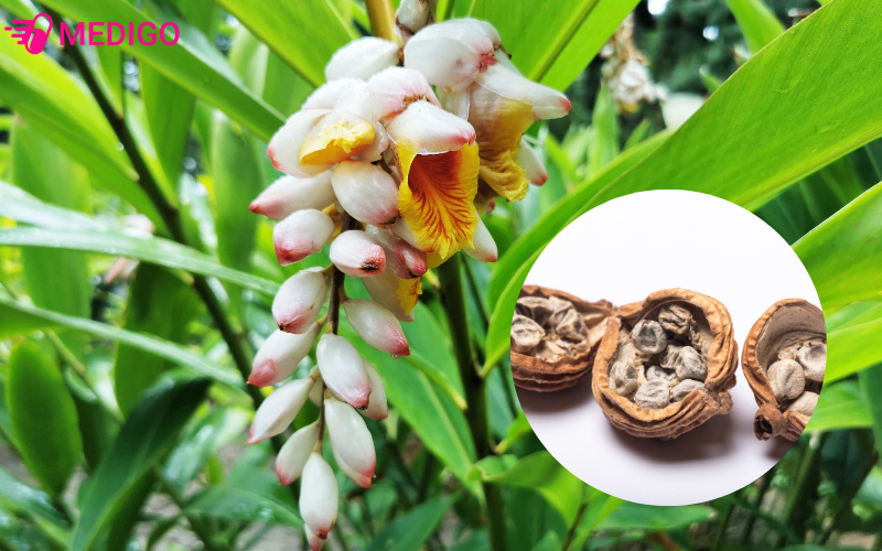 bach-dau-khau-duoc-dung-kha-pho-bien-trong-y-hoc-co-truyen