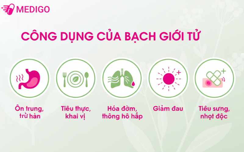 bach-gioi-tu-vi-thuoc-dong-y-da-dang-cong-dung