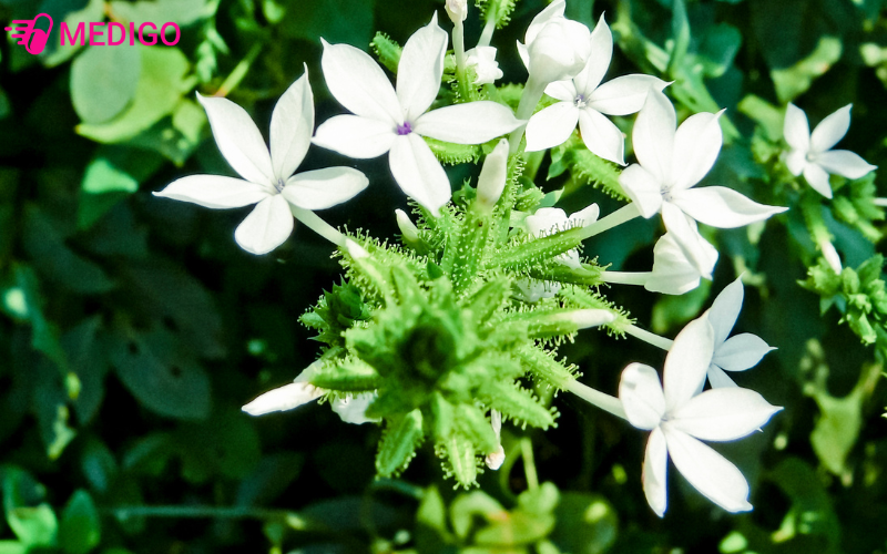 bach-hoa-xa-co-ten-khoa-hoc-plumbago-zeylanica-l