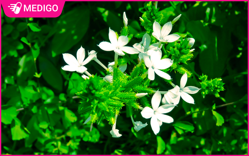 Bạch hoa xà (Plumbago zeylanica) — đặc điểm, phân bố và công dụng