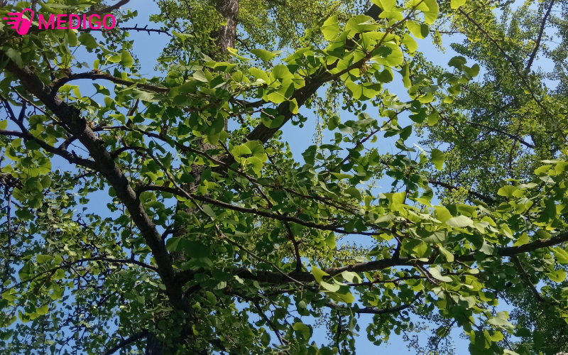 bach-qua-ginkgo-biloba-cay-than-go-lau-doi-voi-nhieu-gia-tri-duoc-lieu
