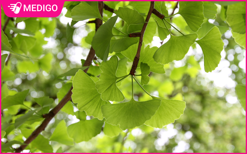 Bạch quả là gì? Lợi ích sức khỏe và cách chế biến