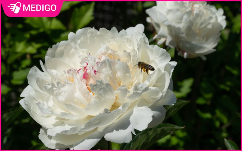 Bạch thược có tác dụng gì? Tìm hiểu vị thuốc giúp cân bằng cơ thể từ gốc