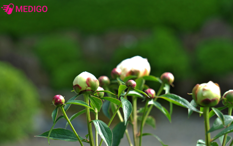 bach-thuoc-duoc-trong-o-cac-tinh-co-khi-hau-mat