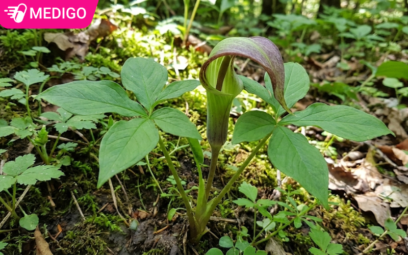 Bán hạ bắc - bật mí những công dụng dược liệu trừ đàm, cầm nôn