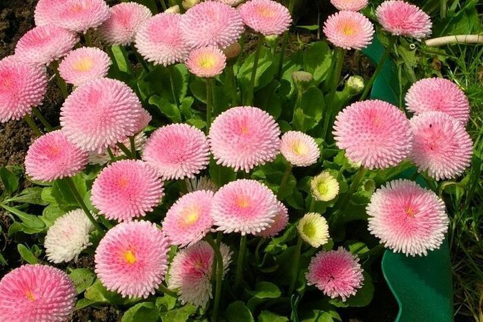 Công dụng và lợi ích sức khỏe của hoa cúc thông thường Bellis perennis