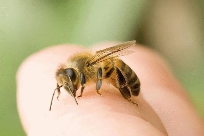 Bị ong đốt có nên uống thuốc giảm đau không?