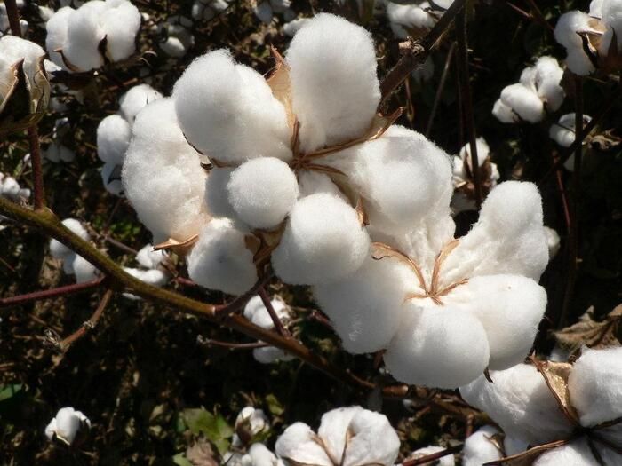 Đặc điểm, phân loại và ứng dụng của bông cotton