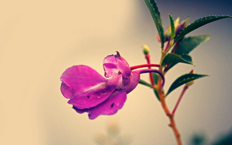 Bong-mong-tay-co-tiem-nang-chong-ung-thu