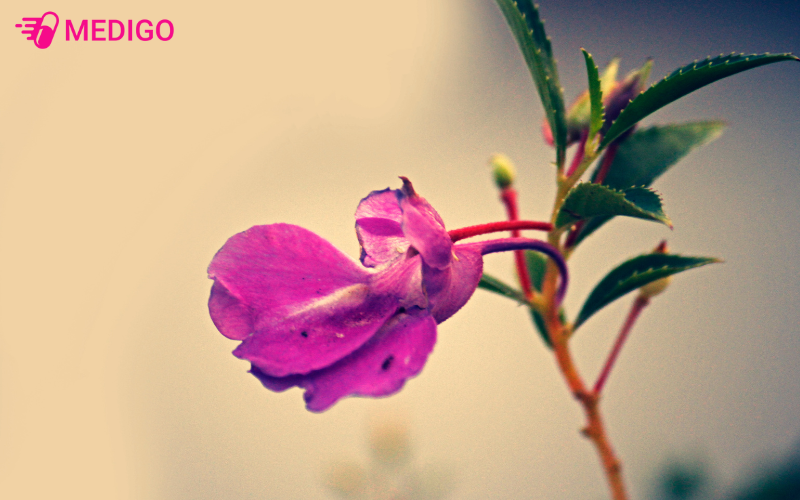 Bong-mong-tay-co-tiem-nang-chong-ung-thu-