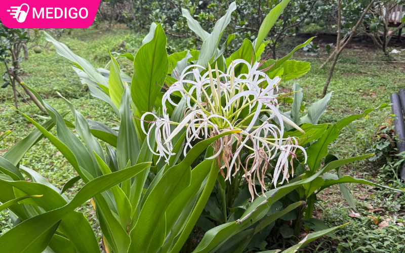 Cay-dai-thuong-quan-thuong-moc-o-cac-khu-vuc-quanh-nha