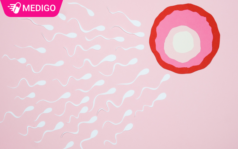 Co-che-hoat-dong-cua-thuoc-tranh-thai-la-tri-hoan-rung-trung