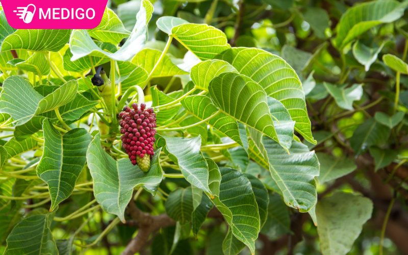 Qua-cay-bo-de-khi-chin-co-mau-do