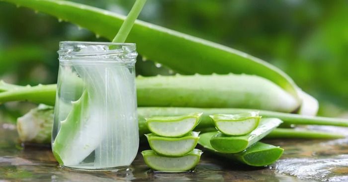 “Mách bạn” cách bảo quản nha đam giữ được lâu
