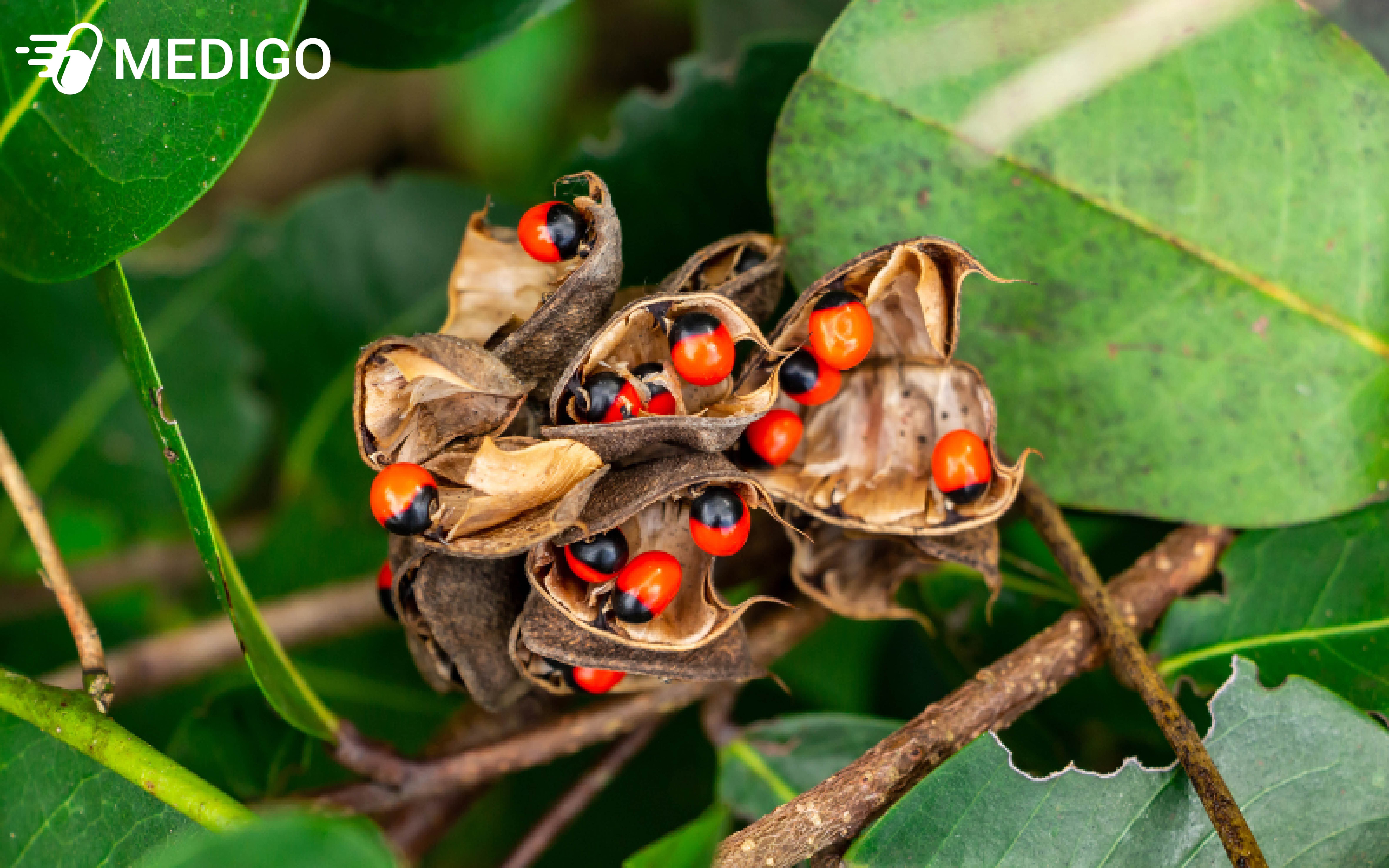 Cam thảo dây - vị thuốc tự nhiên tiềm năng nhưng cần thận trọng