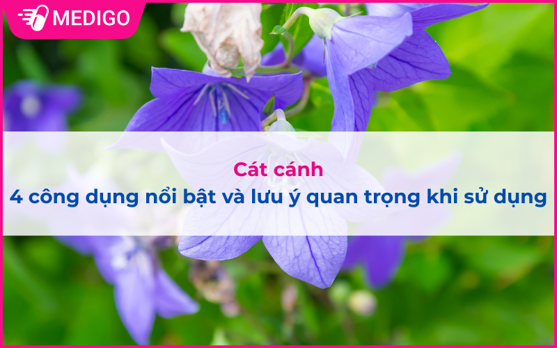 Cát cánh: 4 công dụng nổi bật và lưu ý quan trọng khi sử dụng