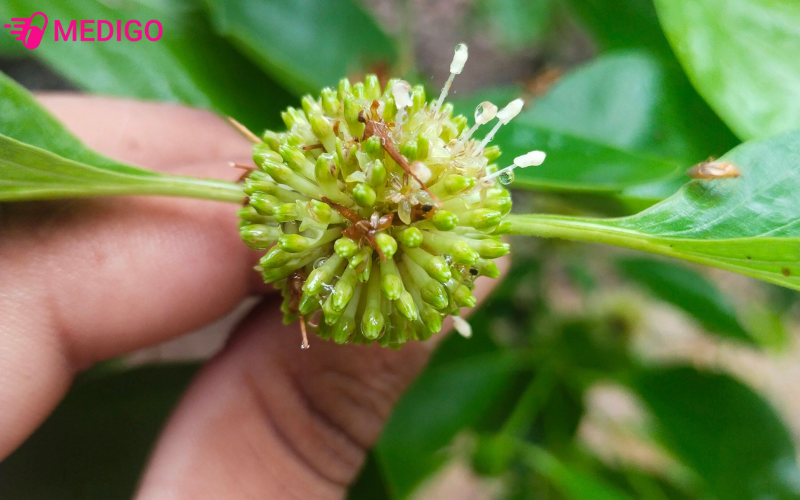 cau-dang-la-cay-phat-trien-tu-nhien-tai-cac-khu-vuc-mien-nui