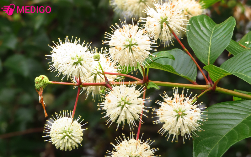 cau-dang-la-cay-than-leo-go-nho-la-moc-doi-va-hoa-moc-thanh-cum