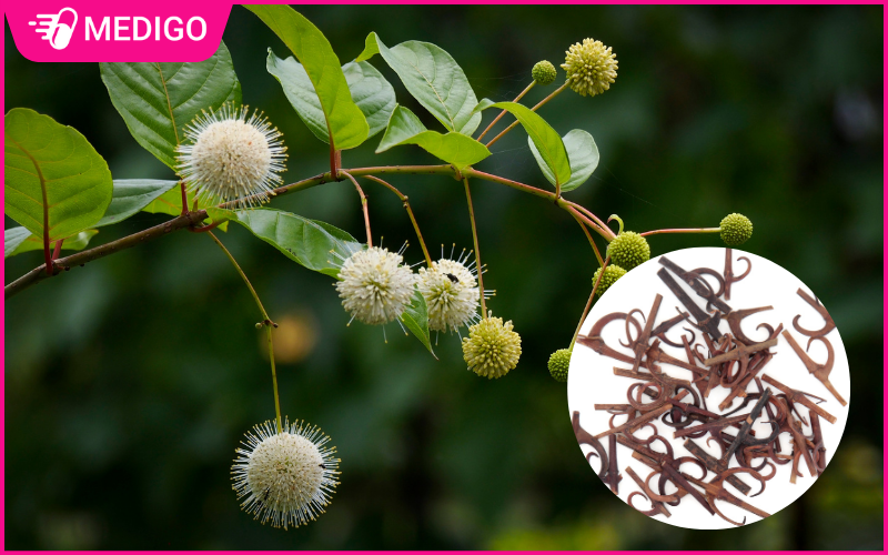 Câu đằng: Thảo mộc chăm sóc sức khỏe tự nhiên 