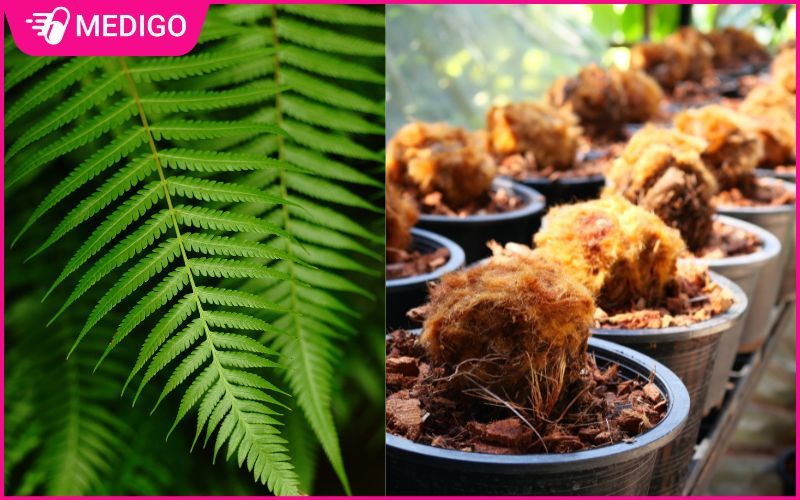 Cẩu tích là gì? Cách dùng hỗ trợ xương khớp 
