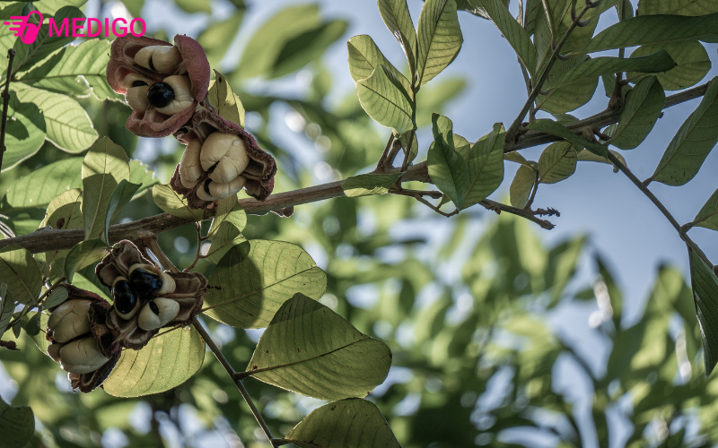 cay-a-ke-trong-nhieu-o-dong-nai-doi-khi-lam-cay-canh-bong-mat