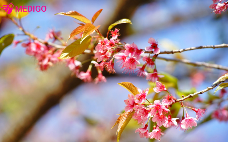 cay-anh-dao-ten-khoa-hoc-la-prunus-cerasoides-d-don