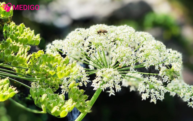 cay-bach-chi-co-ten-khoa-hoc-angelica-dahurica