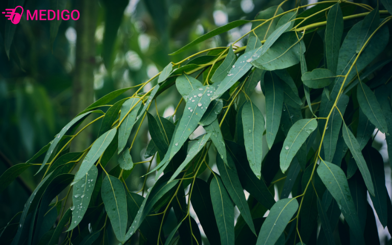 cay-bach-dan-chanh-co-ten-khoa-hoc-eucalyptus-citriodora-hook-f