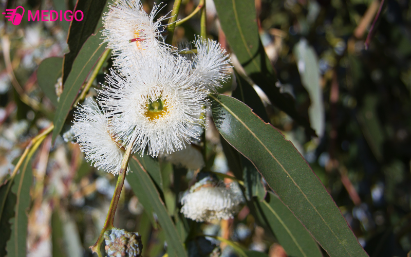 cay-bach-dan-co-ten-khoa-hoc-eucalyptus-globulus-labill