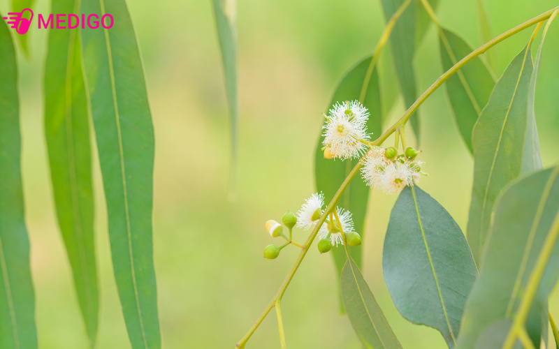 cay-bach-dan-la-lieu-co-ten-khoa-hoc-eucalyptus-exserta-f-v-muell