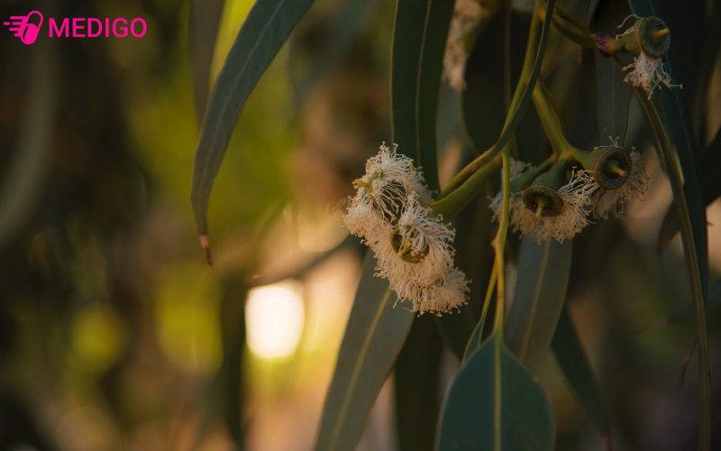 cay-bach-dan-trang-co-ten-khoa-hoc-la-eucalyptus-camaldulensis-dehnhardt