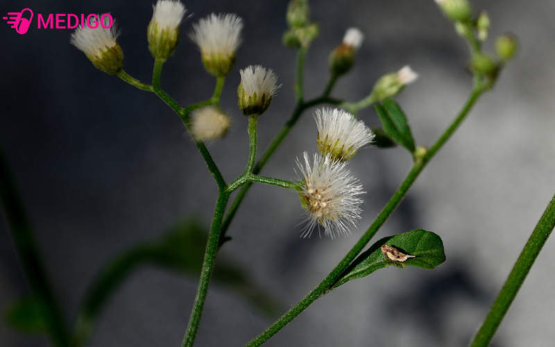 cay-bach-dau-ong-co-ten-khoa-hoc-la-vernonia-cinerea