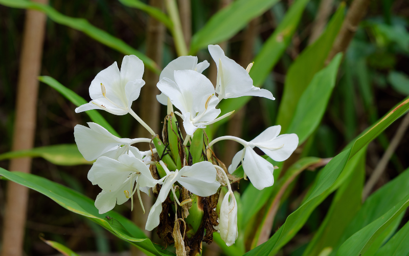 cay-bach-diep-co-ten-khoa-hoc-la-hedychium-coronarium-koenig